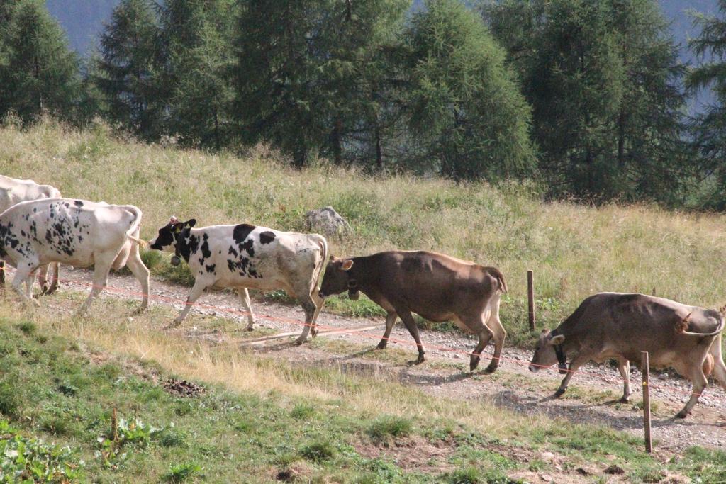 فيلا Nestalp Malga Campo بيو المظهر الخارجي الصورة