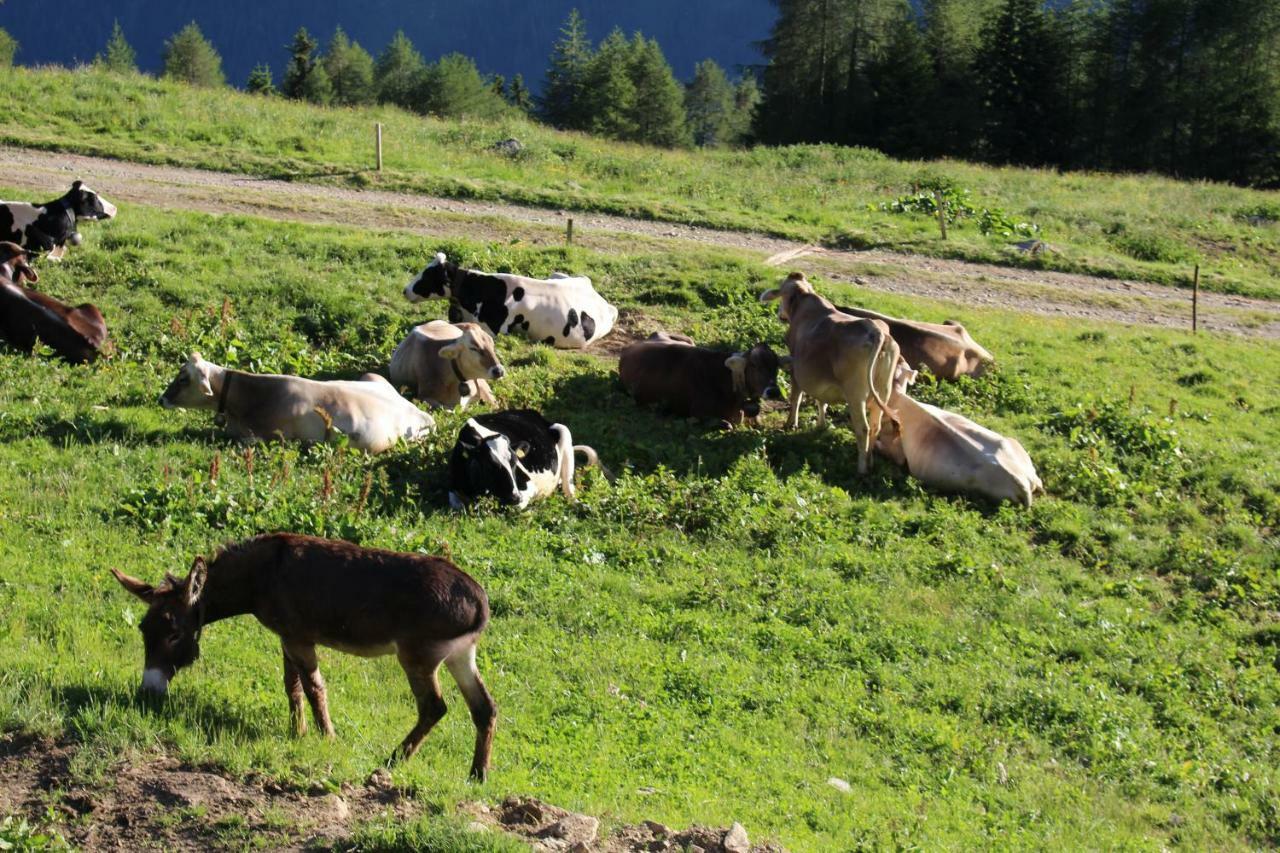 فيلا Nestalp Malga Campo بيو المظهر الخارجي الصورة